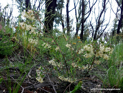  White Pimelea flowers following bushfire. Kinglake West Victoria