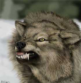 Wolf Attack