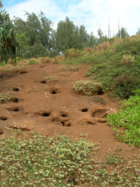 [8.-NIDOS.jpg]