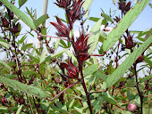 Roselle ( Hibiscus sabdariffa L. ).