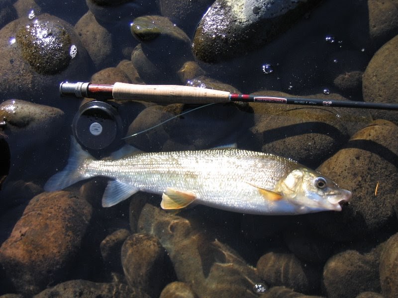 Idaho Nature Notes: Whitefish Idaho Nature Notes: Whitefish