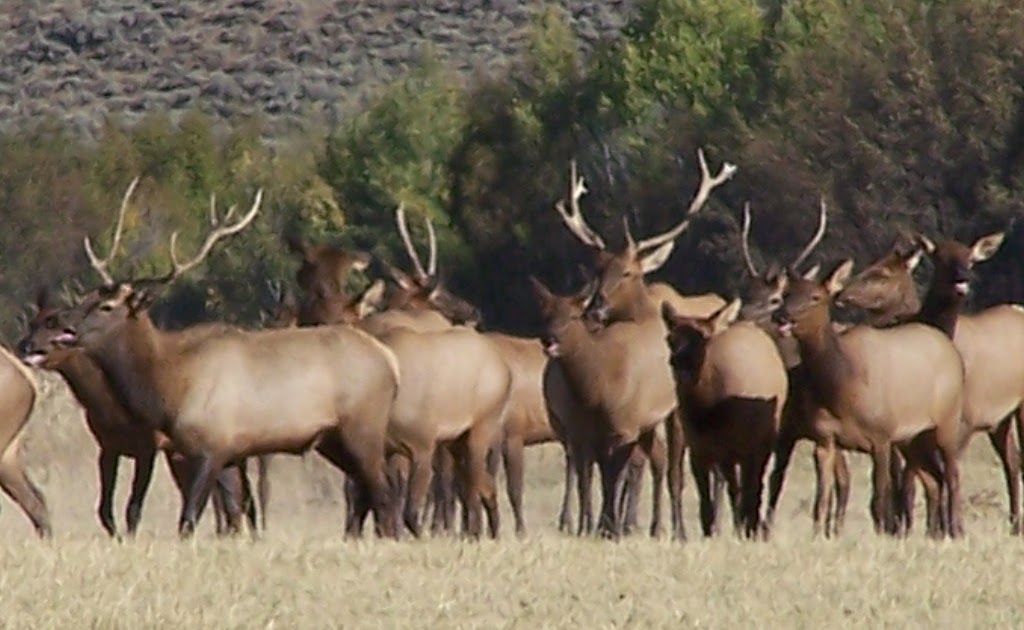 Idaho Nature Notes Elk at Silver Creek
