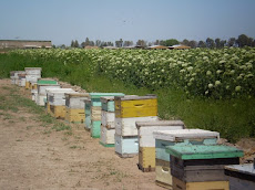 Colmenas polinizando zanahoria en Jocolí Mendoza