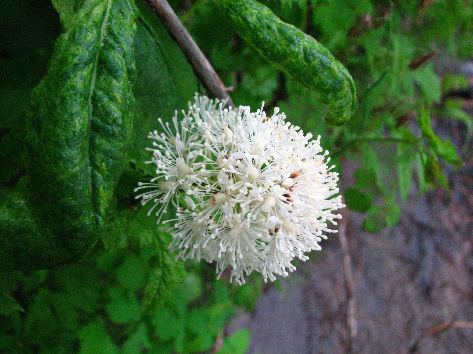 Flora montana Red Baneberry
