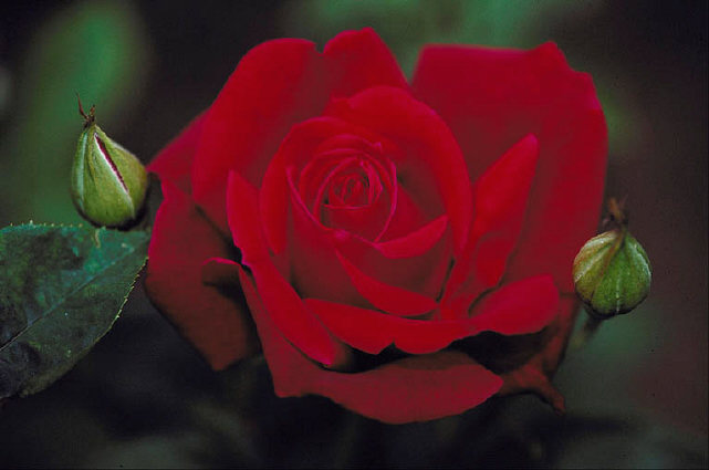 [Beautiful+Roses+0017.jpg]