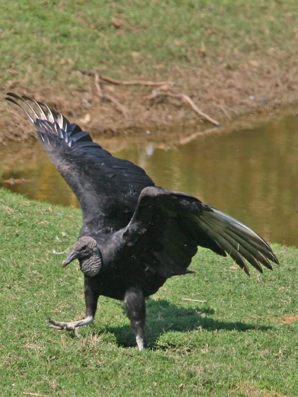 [Black+Vulture.jpg]