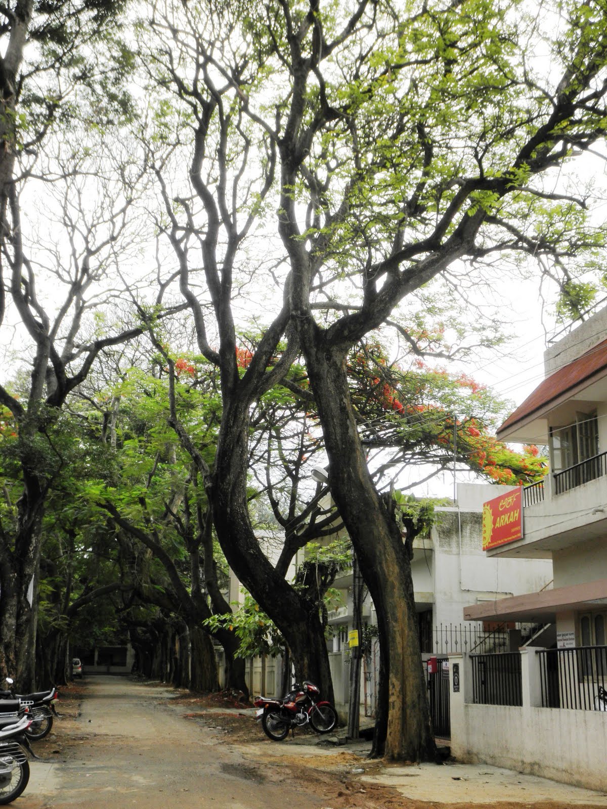Trees, Plants & more Snapshots of bangalore's roadside trees