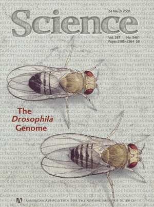 Cem anos de testes com a drosophila e nada de evolução  Science+-+Drosophila+cover