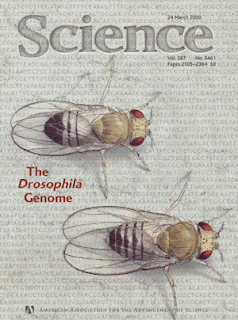 A Drosophila melanogaster: a evolução em ação refutando o atual paradigma darwiniano diante de nossos olhos  Science+-+Drosophila+cover