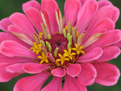 Zinnia 2007