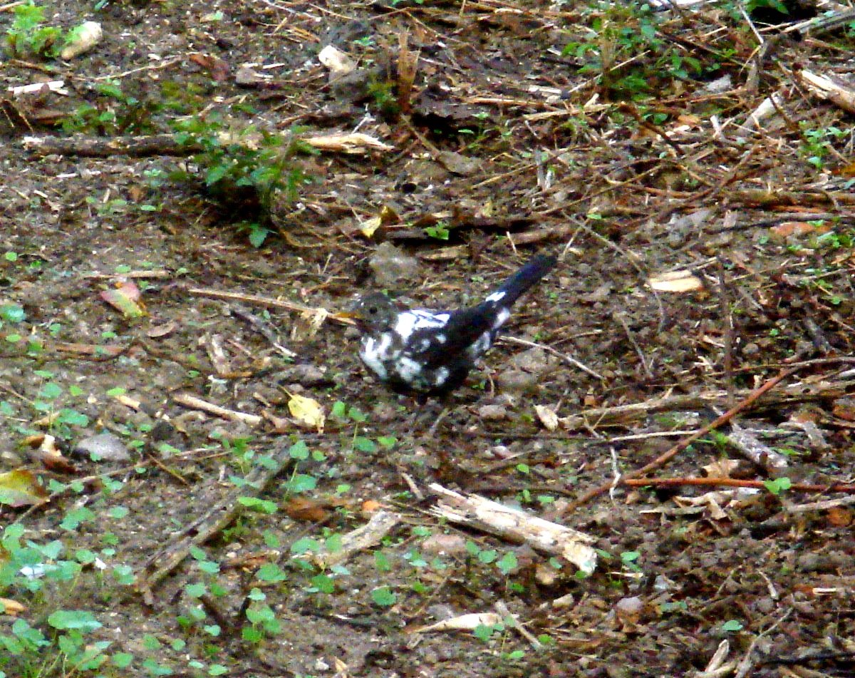 [melro_malhado_v2.jpg]