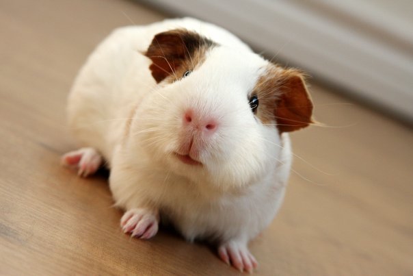 beautiful pig