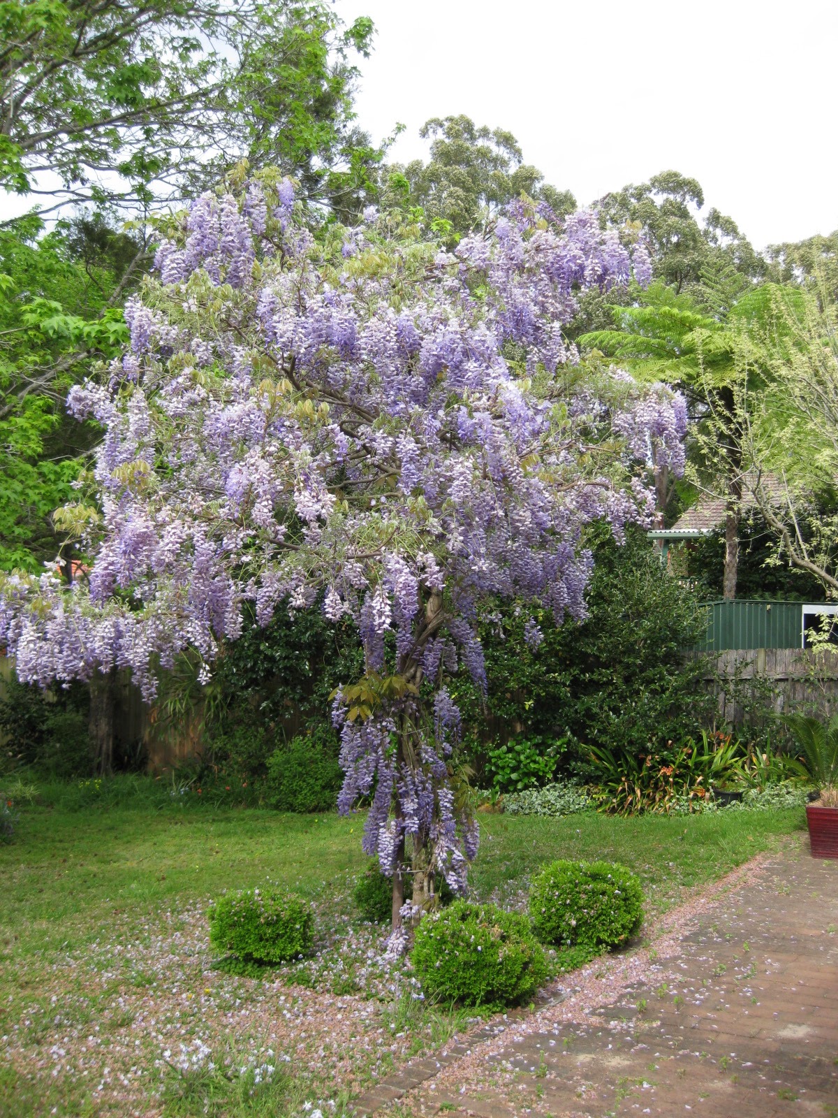 The Plantista Wisteria in spring in Australia. A week after equinox