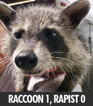 [raccoon.jpg]