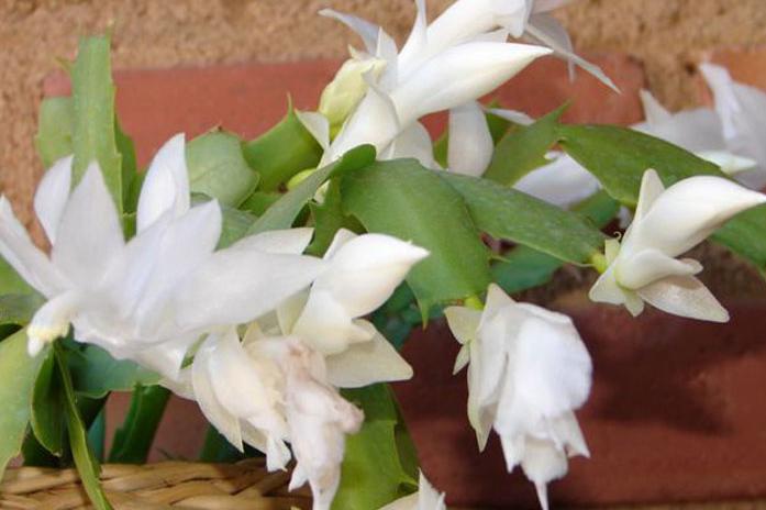 [flor_de_maio_6.JPG]