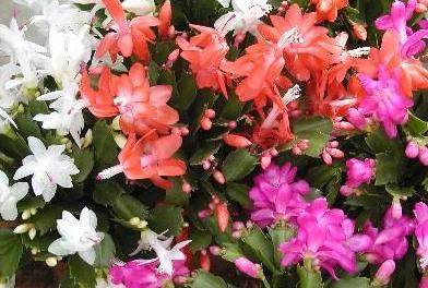 [schlumbergera_truncata_roe.JPG]