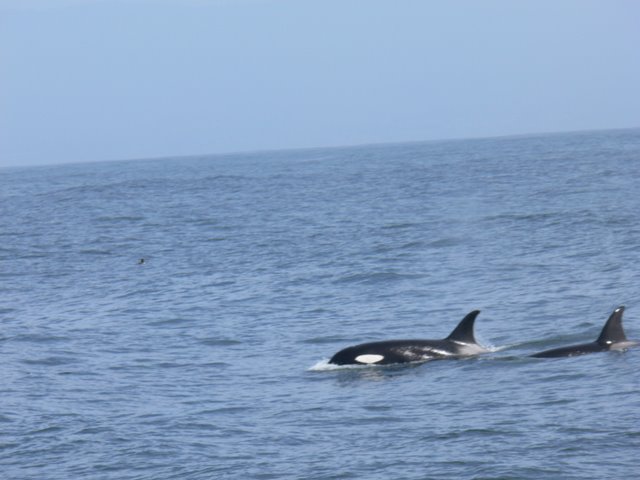 [P1050084.JPG]