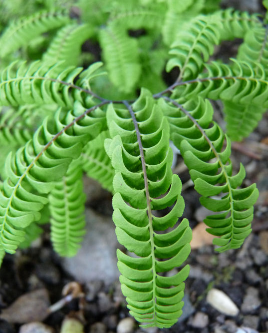 Arboarkticum Juni 2010