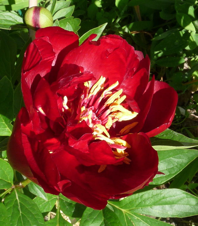 Arboarkticum Juni 2010