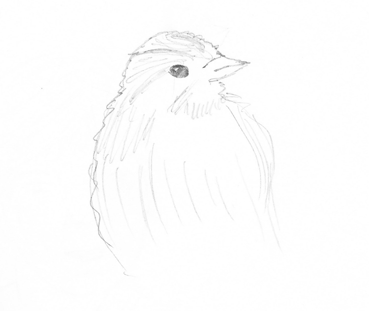 [Wht+Throated+Sparrow.jpg]