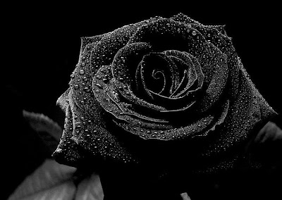 Click Daubmir's Rose Noire to go to some of Daubmir's poems