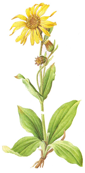 [arnica.jpg]