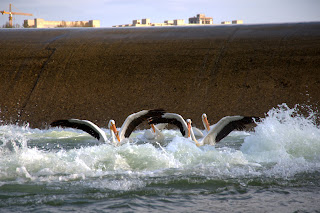 Synchronized surfing.