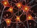 [neuronas.jpg]