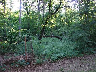 Backyard Jungle