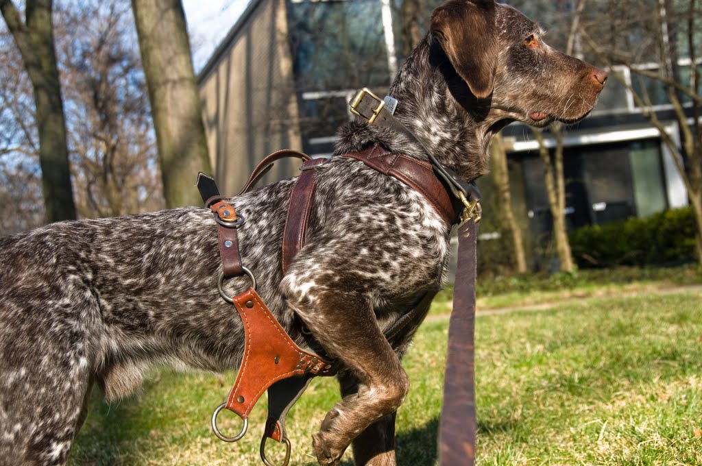 How to build your own easy, dirtcheap twowheel dog cart Sweet