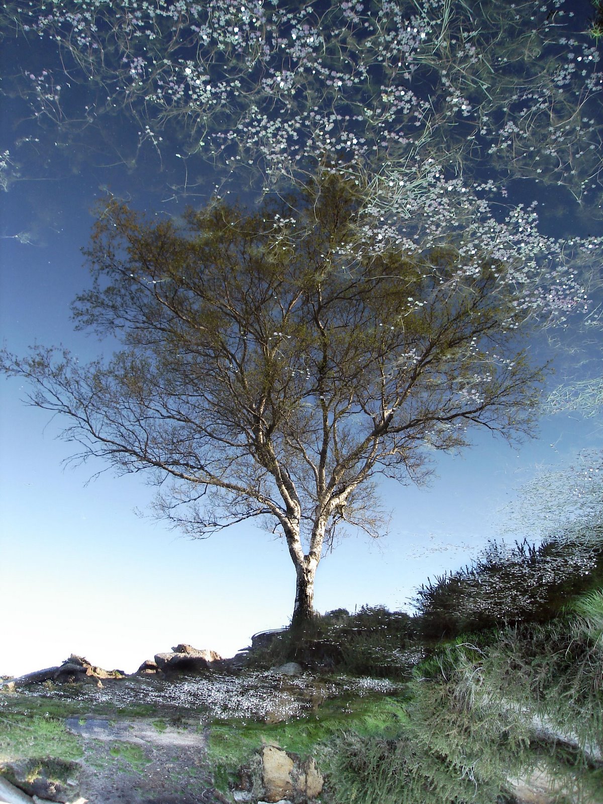 [DSC09565_serpente.jpg]