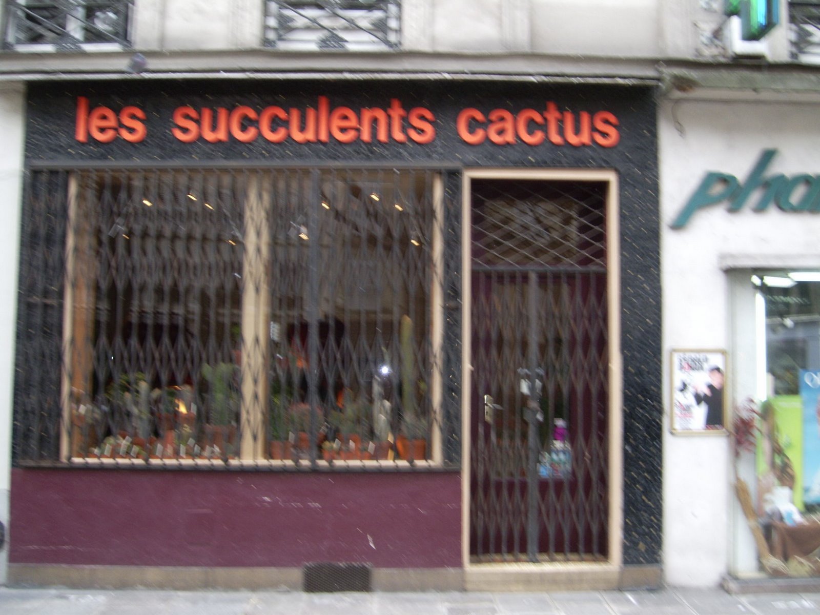 [succulent+cactus.jpg]