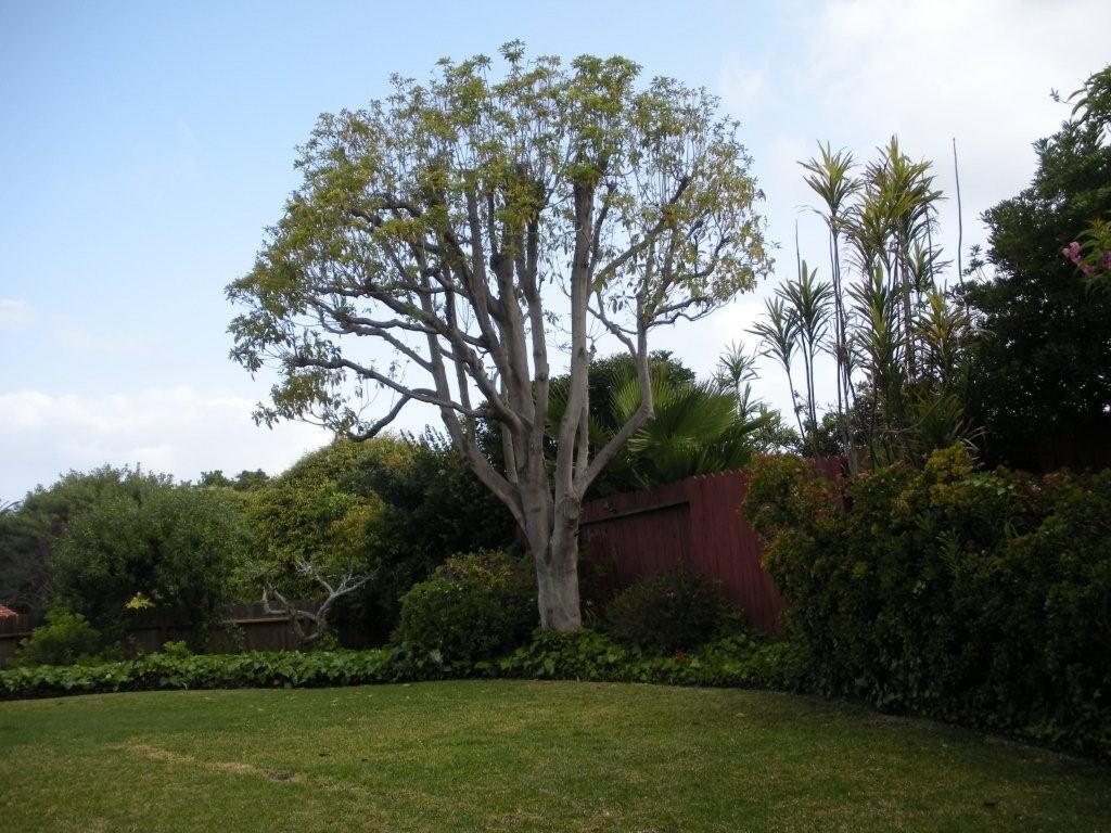 [David's+tree.jpg]