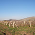 Στα 790 στρέμματα η κατανομή δικαιωμάτων φύτευσης αμπελώνων στην Θεσσαλία από το Εθνικό Αποθεματικό