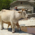 Καρδίτσα: Ίδρυση «Συλλόγου Αγελαδοτρόφων γαλακτοπαραγωγής»