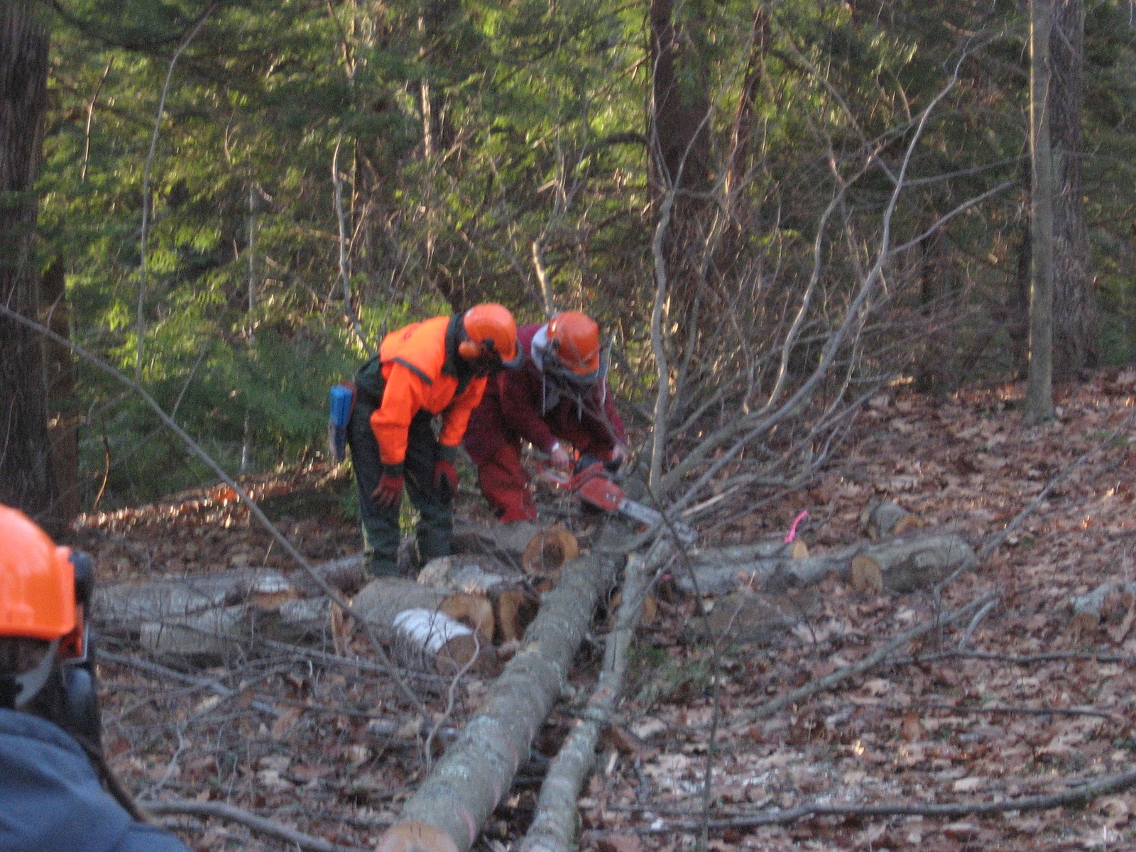 Hay! Ewe! Root for the Farmers! Last Day of Chainsaw 101