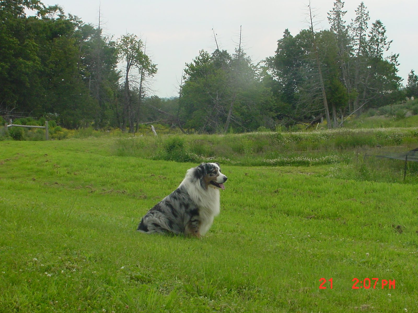 must love dogs dating australia Home » articles » must love dogs: dating apps for everyone by chance viles - feb 6, 2017 if you have a cellphone and the ability to access the internet,no one has to celebrate a valentine’s. must love dogs dating australia Home » articles » must love dogs: dating apps for everyone by chance viles - feb 6, 2017 if you have a cellphone and the ability to access the internet,no one has to celebrate a valentine’s.