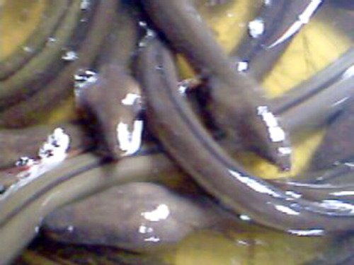 eel in water