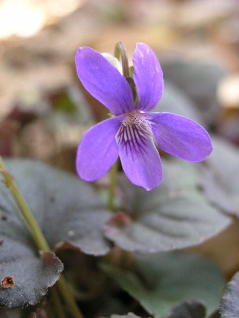Labrador Violet