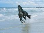 Black Stallion