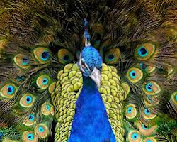 Sacred Peacock