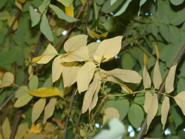 [white+ash+3.JPG]