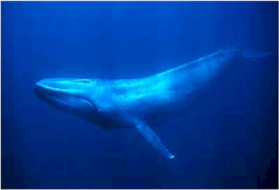 Blue Whales Swimming