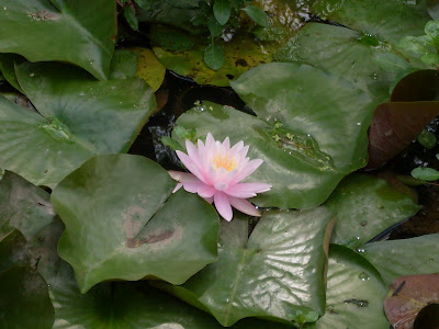 American Lotus Flower