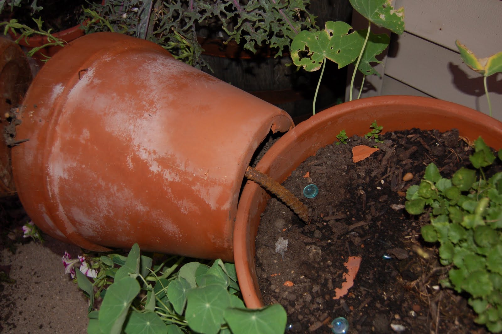 From Seed to Jar A Wind Blows in Iowa