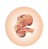 the pregnant mama: 2 months