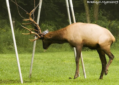 benezette pa elk benezette pa elk