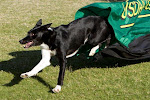 ADCH-GOLD,LAA-Gold, Gator,SACH-Platinum,GCH-Gold,JCH-Gold,RCH-Gold,SCH-Platinum,TM-Platinum