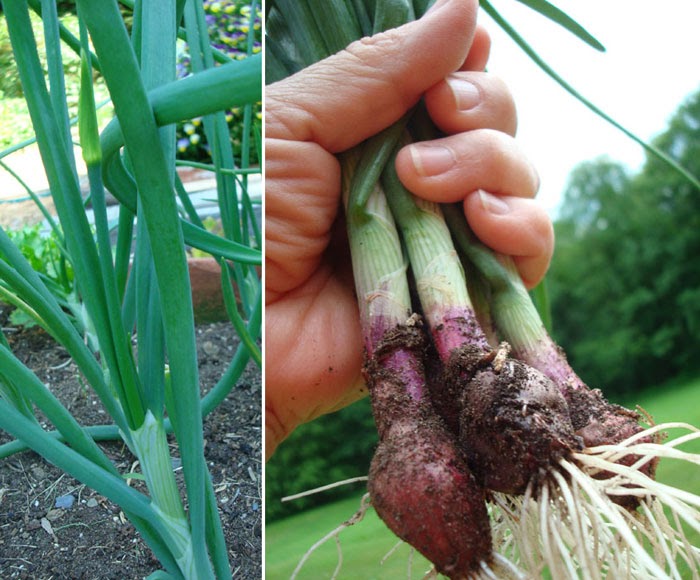 Growing Onions Bolting at Flora Lowe blog