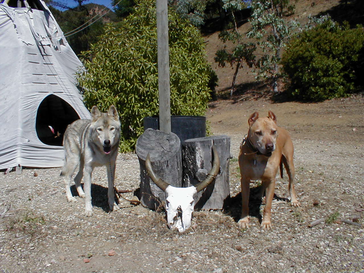 villalobos wolf dog rescue